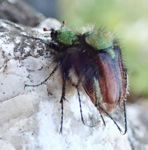 Réf. 205 803 : Pygopleurus sp.